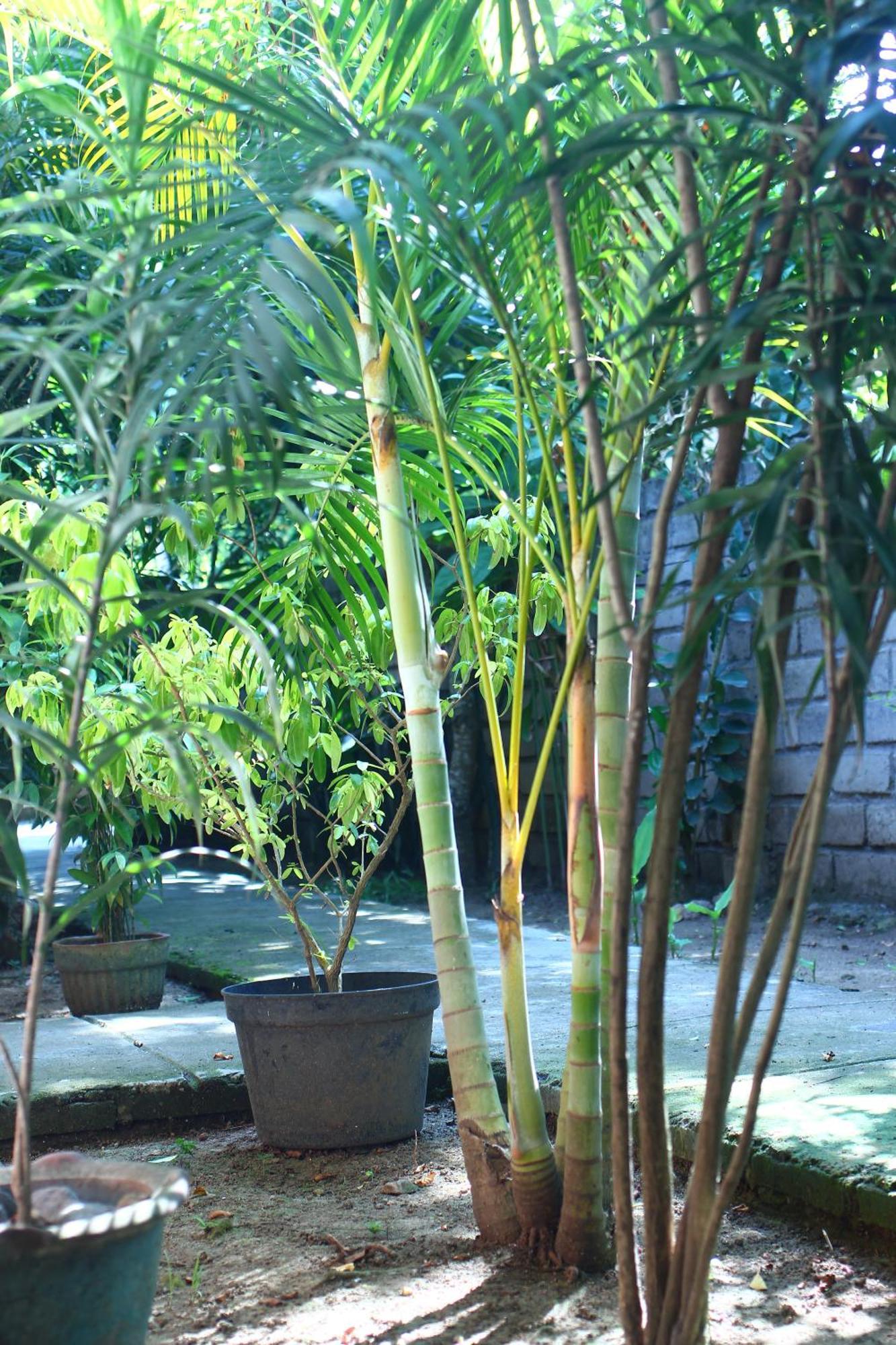 Three V Homestay Kuta  Ngoại thất bức ảnh